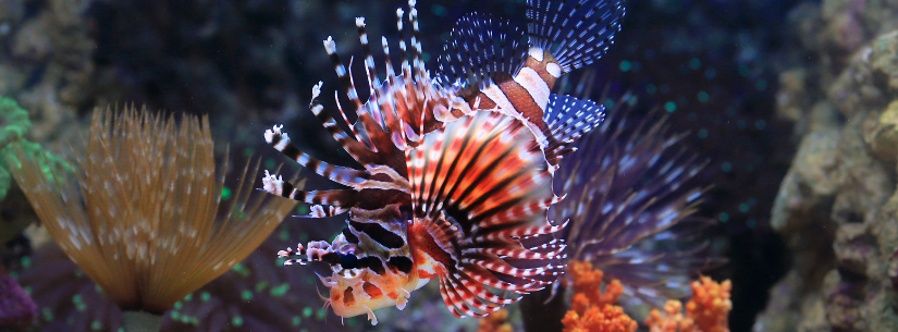 Pisces Glass Gallery